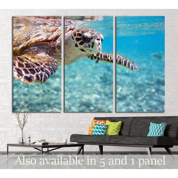 Close up of Hawksbill sea turtle swimming in Indian ocean in Seychelles №2337 Ready to Hang Canvas Print Online