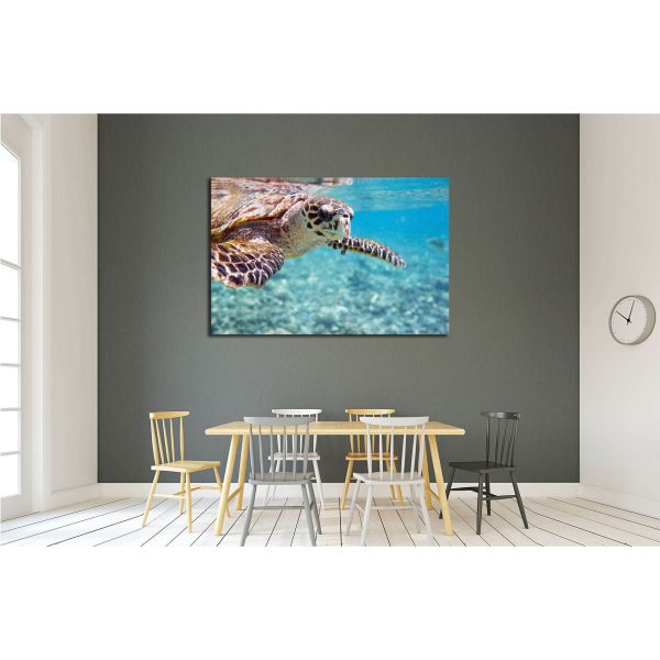 Close up of Hawksbill sea turtle swimming in Indian ocean in Seychelles №2337 Ready to Hang Canvas Print Online - Image 3