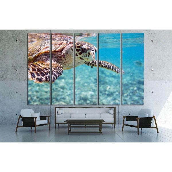 Close up of Hawksbill sea turtle swimming in Indian ocean in Seychelles №2337 Ready to Hang Canvas Print Online - Image 2